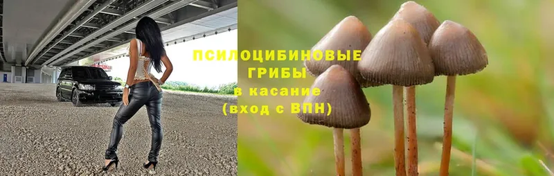 Галлюциногенные грибы MAGIC MUSHROOMS  Никольск 